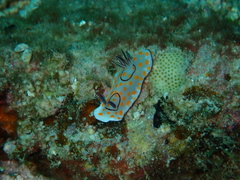 Goniobranchus annulatus