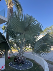Washingtonia robusta