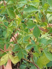 Pachycoris torridus