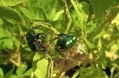 Pachycoris torridus