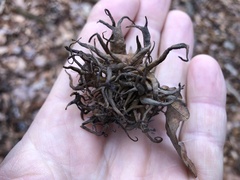 Andricus caputmedusae