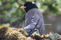 Urocissa flavirostris