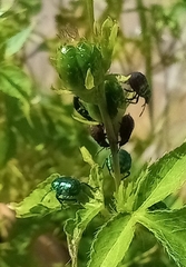 Pachycoris torridus