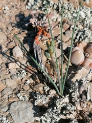 Albuca suaveolens