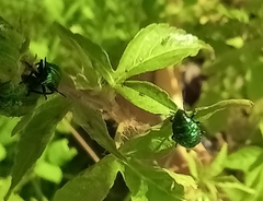 Pachycoris torridus