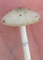 Psilocybe ovoideocystidiata