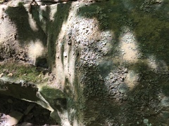 Dermatocarpon luridum