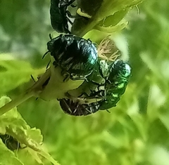Pachycoris torridus
