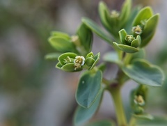 Euphorbia mesembryanthemifolia