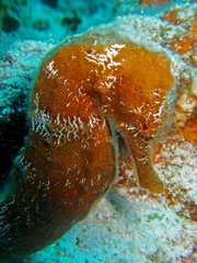 Hippocampus reidi