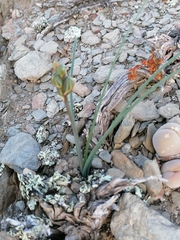 Albuca suaveolens
