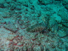 Epinephelus merra