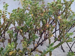 Euphorbia mesembryanthemifolia