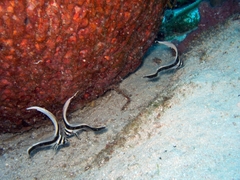 Eques punctatus