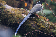 Urocissa flavirostris