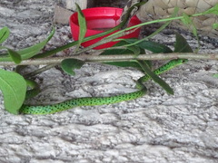 Philothamnus punctatus