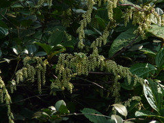 Dioscorea pentaphylla