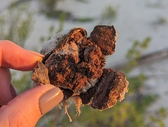 Scleroderma bermudense