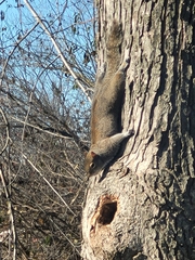Sciurus carolinensis