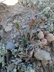 Albuca suaveolens