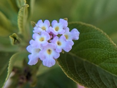 Lantana involucrata