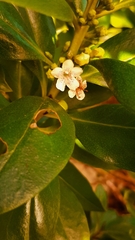 Myoporum insulare
