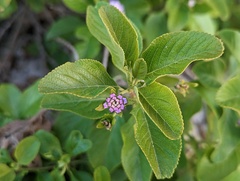 Lantana involucrata