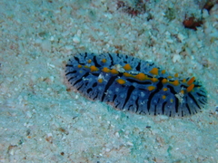 Phyllidia marindica