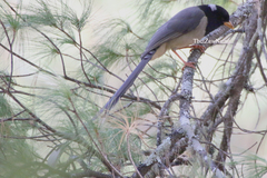 Urocissa flavirostris