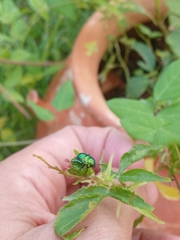 Pachycoris torridus