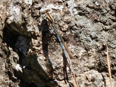 Argia joergenseni