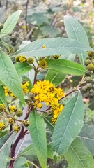 Verbesina oncophora