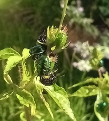 Pachycoris torridus