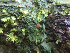 Octospora tuberculata