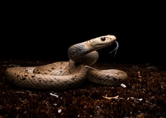 Pseudonaja affinis affinis