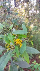 Verbesina oncophora