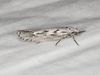 Mountain-mahogany Moth - Photo (c) Gary Nunn, some rights reserved (CC BY-NC), uploaded by Gary Nunn