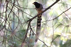 Urocissa flavirostris