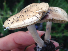Psilocybe ovoideocystidiata