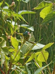 Pachycoris torridus