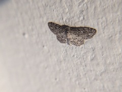 Idaea celtima