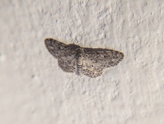 Idaea celtima