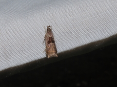 Helcystogramma hibisci