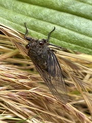 Cicadettina