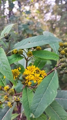 Verbesina oncophora