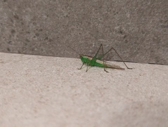 Conocephalus cinereus