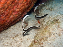 Eques punctatus
