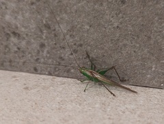 Conocephalus cinereus
