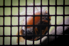 Dinocampus coccinellae paralysis virus