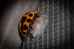 Dinocampus coccinellae